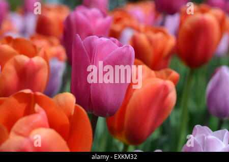 Skagit Valley Tulpenfeld. Stockfoto