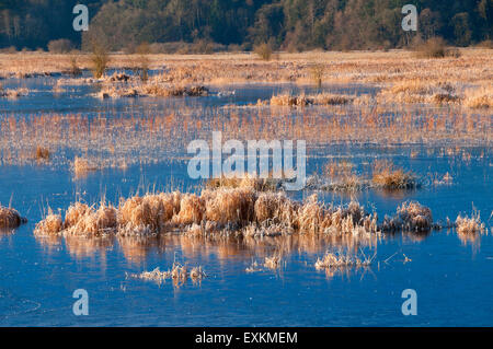 Feuchtgebiet im Winter, Nisqually National Wildlife Refuge, Washington Stockfoto