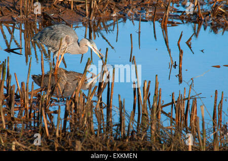 Great Blue Heron, Nisqually National Wildlife Refuge, Washington Stockfoto