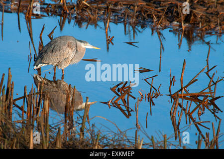 Great Blue Heron, Nisqually National Wildlife Refuge, Washington Stockfoto