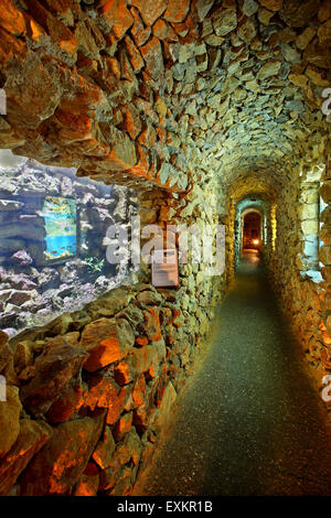 Im Aquarium der Kini Dorf Inseln Syros, Cyclades, Ägäis, Griechenland. Stockfoto