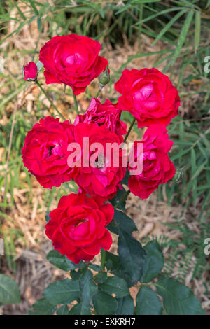 Rote Rose auf Ast im Garten Stockfoto