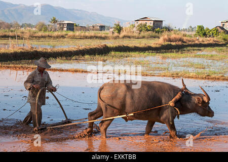 Lokalen Bauern Pflügen eines Reisfeldes mit Wasserbüffel, in der Nähe von Ling Gin, Inle-See, Shan State in Myanmar Stockfoto