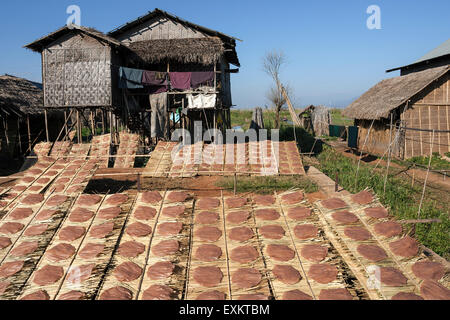 Reiskuchen trocknen in der Sonne, in der Nähe von Lin-Gin, Inle-See, Shan State in Myanmar Stockfoto