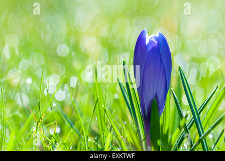 Blauen Krokus (Crocus SP.) auf einer Wiese, Niedersachsen, Deutschland Stockfoto