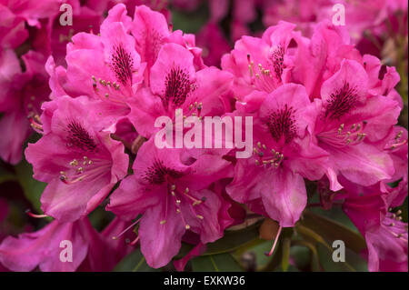 Rhododendron-Blüten (Rhododendron SP.), Bayern, Deutschland Stockfoto