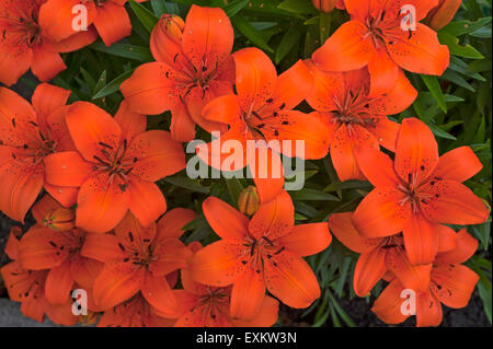 Orange Tiger-Lilien (Lilium Lancifolium), Bayern, Deutschland Stockfoto