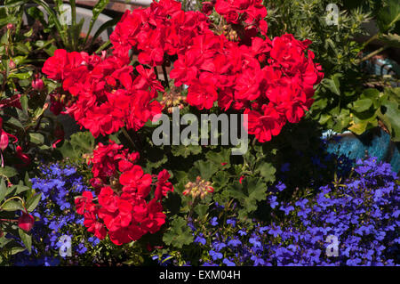 Rote Geranien mit Lobelia Himmelsblumen Stockfoto