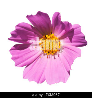 Rosa Cosmos Blume Stockfoto
