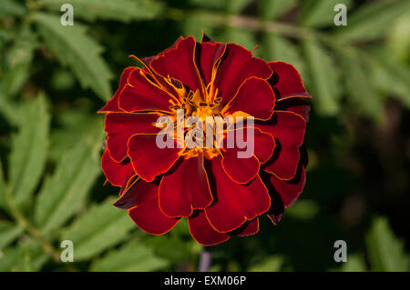 Französische Mariogold Blume Tagetes patula Stockfoto