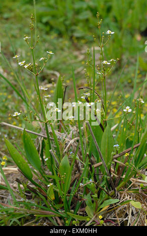 Gemeinsamen Wasser-Wegerich - Alisma Plantago-Aquatica Sumpfpflanze Stockfoto