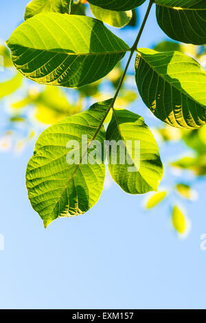 natürlichen Hintergrund - Hintergrundbeleuchtung grün Blätter der Walnussbaum und blauer Himmel im Sommer Stockfoto