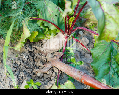 Spudding der rote Beete auf Beet im Sommertag Stockfoto