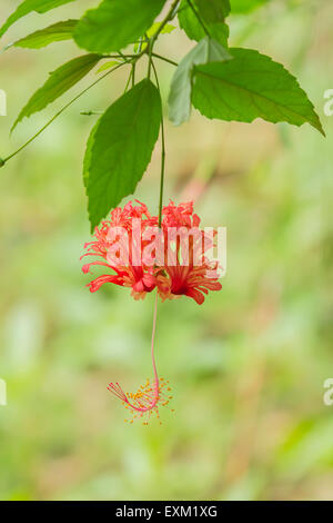 Nahaufnahme einer Blume die Fransen Hibiscus (Hibiscus Schizopetalus) Malvaceae Stockfoto