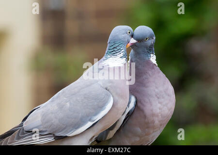 Ringeltaube Columba Palumbus (Columbvidae) Stockfoto