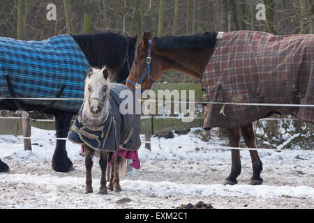 Drei Pferde tragen decken im Winter Stockfoto