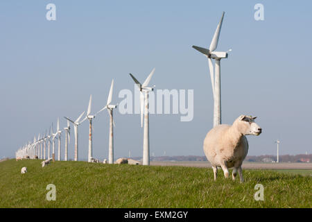 Windmühle und Schafe in den Niederlanden Stockfoto