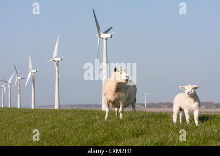 Windmühle und Schafe in den Niederlanden Stockfoto