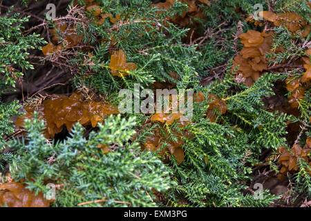 BUCKINGHAMSHIRE; VERSPONNENE GARTEN; Zeder APPLE Rost (Gymnosporangium Juniperi-Virginianae) Stockfoto