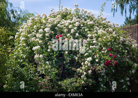 Klettern rose "Hochzeitstag" rote rose "Danse de Feu" mit rosa Escallonia peeping durch die weißen Blüten Stockfoto