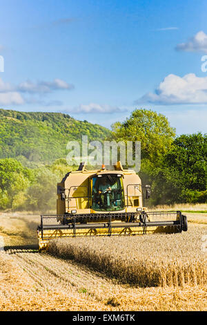 Ernte Getreide in einem Wiltshire-Feld in der Nähe von Devizes, UK Stockfoto