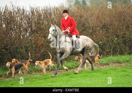 Huntsman mit Pack von Jagdhunde Stockfoto