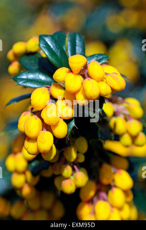 Berberis darwinii Stockfoto