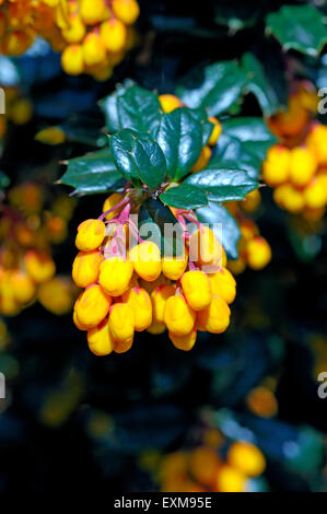 Berberis Darwinii - Darwins Berberitze in Nahaufnahme Stockfoto