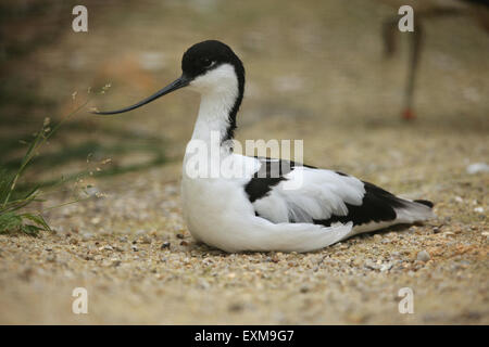 Trauerschnäpper Säbelschnäbler (Recurvirostra Avosetta), auch bekannt als die schwarz-capped Säbelschnäbler im Ohrada Zoo in Hluboka nad Vltavou, Tschechische Republik Stockfoto