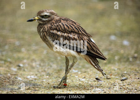 Eurasische Triel (Burhinus Oedicnemus) im Ohrada Zoo in Hluboka nad Vltavou, Südböhmen, Tschechien. Stockfoto