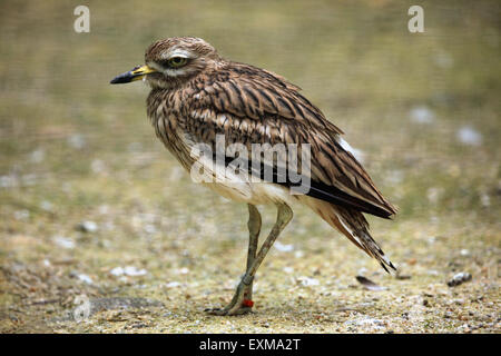 Eurasische Triel (Burhinus Oedicnemus) im Ohrada Zoo in Hluboka nad Vltavou, Südböhmen, Tschechien. Stockfoto