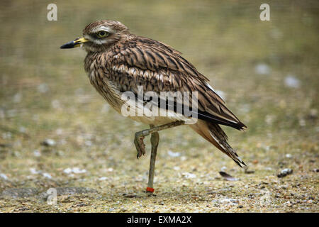Eurasische Triel (Burhinus Oedicnemus) im Ohrada Zoo in Hluboka nad Vltavou, Südböhmen, Tschechien. Stockfoto