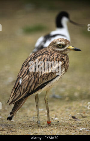 Eurasische Triel (Burhinus Oedicnemus) im Ohrada Zoo in Hluboka nad Vltavou, Südböhmen, Tschechien. Stockfoto
