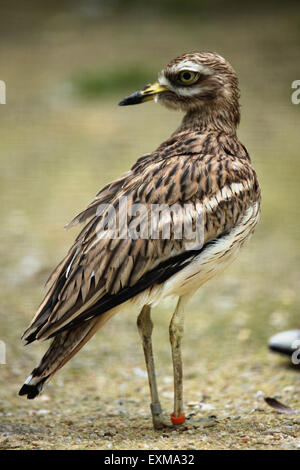 Eurasische Triel (Burhinus Oedicnemus) im Ohrada Zoo in Hluboka nad Vltavou, Südböhmen, Tschechien. Stockfoto