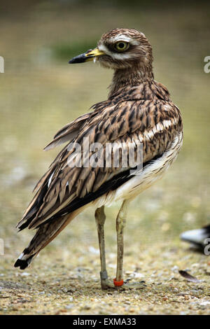 Eurasische Triel (Burhinus Oedicnemus) im Ohrada Zoo in Hluboka nad Vltavou, Südböhmen, Tschechien. Stockfoto