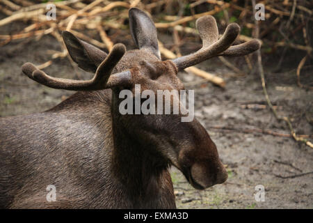 Elch (Alces Alces), auch bekannt als der Elch im Ohrada Zoo in Hluboka nad Vltavou, Südböhmen, Tschechien. Stockfoto