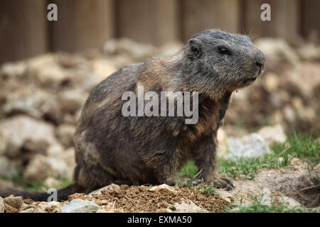 Alpen-Murmeltier (Marmota Marmota) im Ohrada Zoo in Hluboka nad Vltavou, Südböhmen, Tschechien. Stockfoto