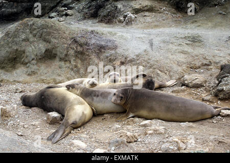 Gruppe der nördlichen Seeelefanten Baja California Mexiko Stockfoto