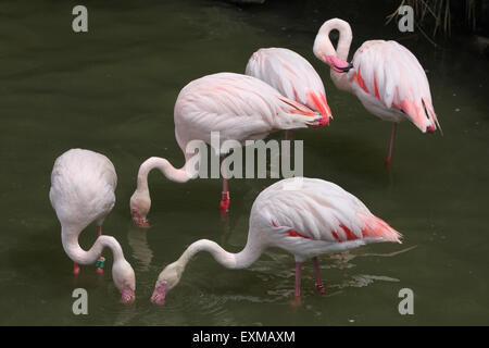 Rosaflamingo (Phoenicopterus Roseus) im Ohrada Zoo in Hluboka nad Vltavou, Südböhmen, Tschechien. Stockfoto