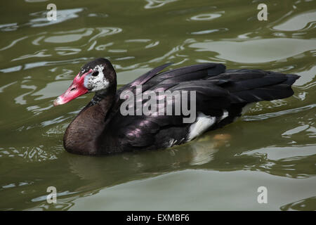 Sporn-winged Gans (Plectropterus Gambensis) im Ohrada Zoo in Hluboka nad Vltavou, Südböhmen, Tschechien. Stockfoto