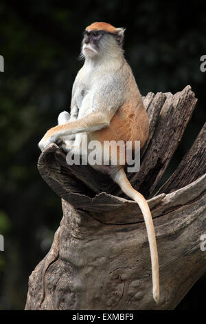 Patas Affe (Erythrocebus Patas), auch bekannt als der Husaren-Affe im Ohrada Zoo in Hluboka nad Vltavou, Tschechische Republik. Stockfoto