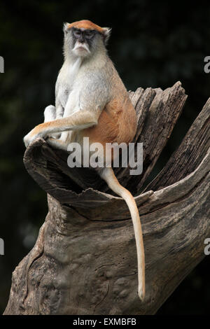 Patas Affe (Erythrocebus Patas), auch bekannt als der Husaren-Affe im Ohrada Zoo in Hluboka nad Vltavou, Tschechische Republik. Stockfoto