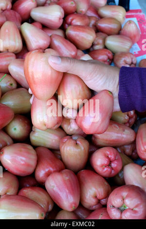 kaufen frische Jambu Frucht von einem Anbieter Stall in Solo weiblich Java Indonesien Stockfoto