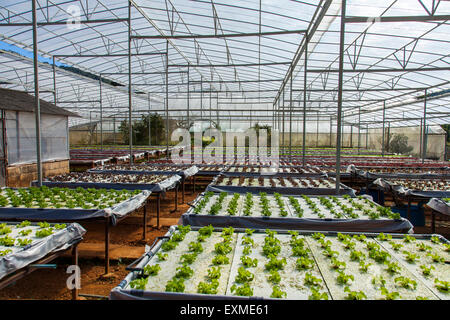 rote und grüne Eichenblatt Salat Ackerland Stockfoto