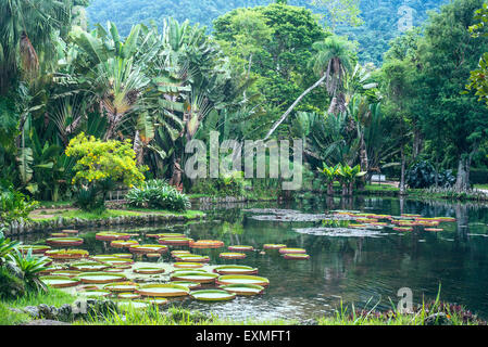 Victoria Regia - die größte Seerose in der Welt, botanische Garten von Rio De Janeiro, Brasilien Stockfoto