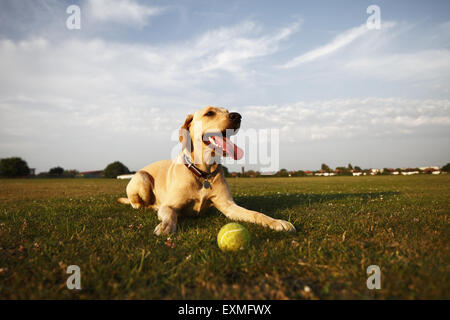 Gelber Labrador Retriever Welpen im Alter von 15 Monaten warten Tennisball für ein Spiel des Abrufs, Brighton, UK geworfen werden Stockfoto