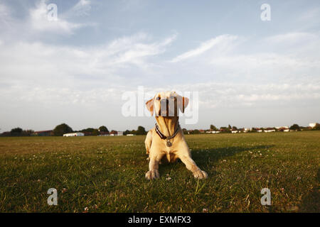 Gelber Labrador Retriever Welpen im Alter von 15 Monaten warten Tennisball für ein Spiel des Abrufs, Brighton, UK geworfen werden Stockfoto