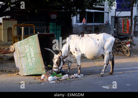 Kuh Beweidung von Müll überspringen in Chennai urban street Stockfoto