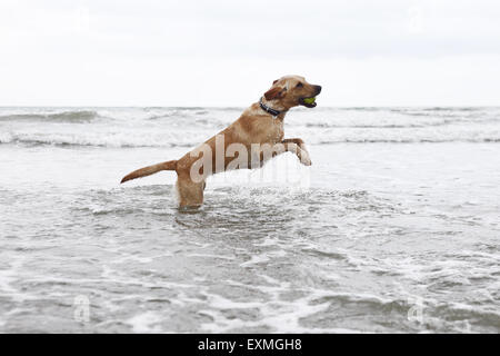 Gelber Labrador Retriever Welpen im Alter von 14 Monate alt, lernen, Schwimmen im Meer in Brighton, UK Stockfoto