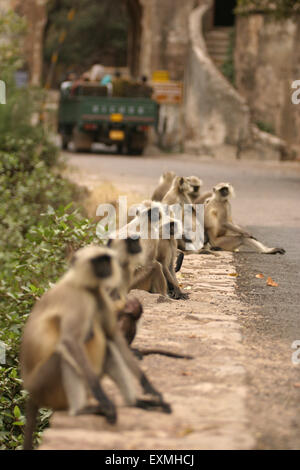 Gemeinsamen Languren Presbytis Entellus sitzen in Reihe; Ranthambore Nationalpark Tiger Reserve; Rajasthan; Indien Stockfoto